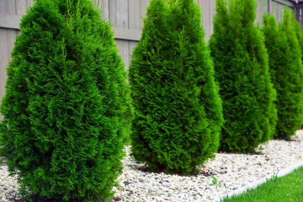 Arborvitae Planting in Port Charlotte