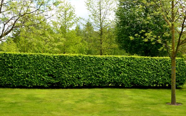 Hedge Planting in Port Charlotte