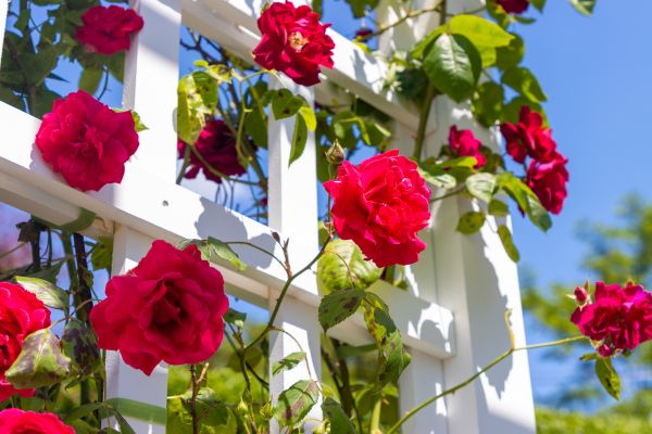 Home Gardening Service in Port Charlotte