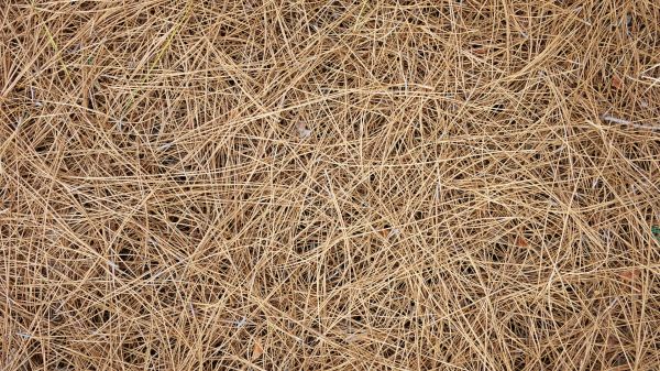 Pine Needles Delivery in Port Charlotte