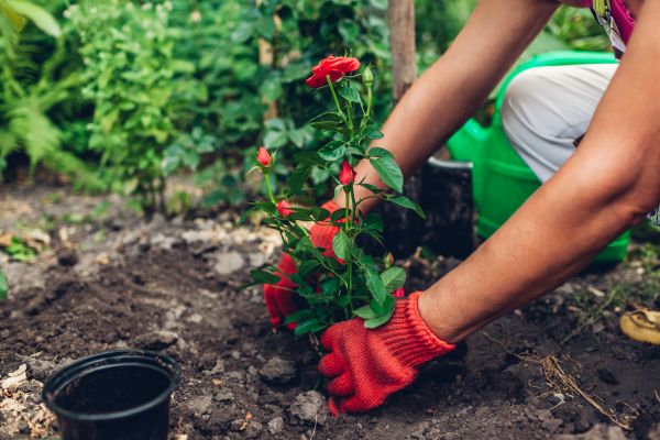Planting Service in Port Charlotte