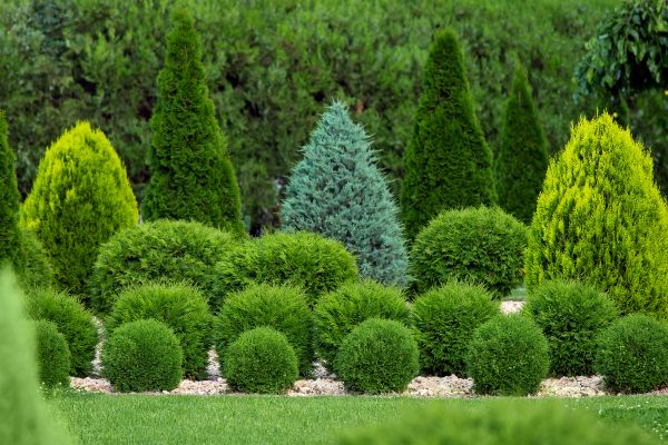 Shrub Replacement in Port Charlotte