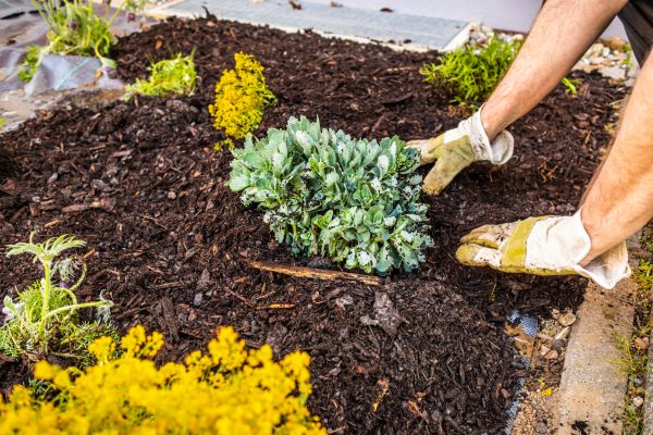 Weeding And Mulching in Port Charlotte