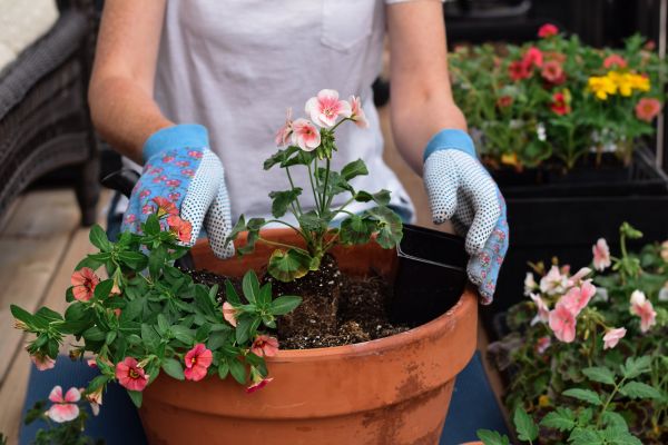Plant Care Service in Port Charlotte