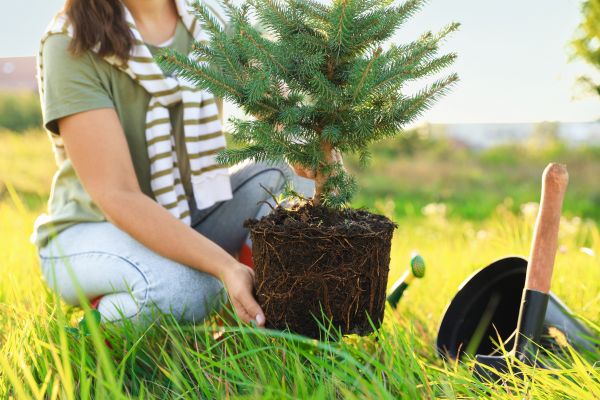 Spruce Tree Planting in Port Charlotte