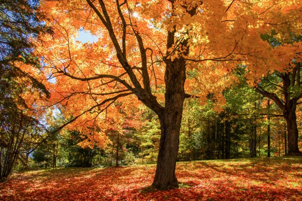 Maple Tree Planting in Port Charlotte