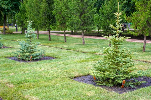 Privacy Trees Planting in Port Charlotte