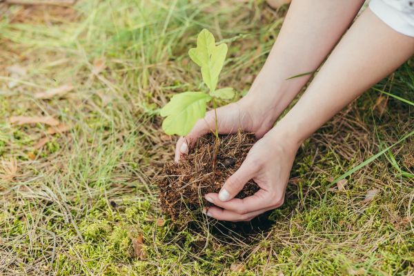 Oak Tree Planting in Port Charlotte