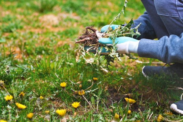 Flower Bed Clearing in Port Charlotte
