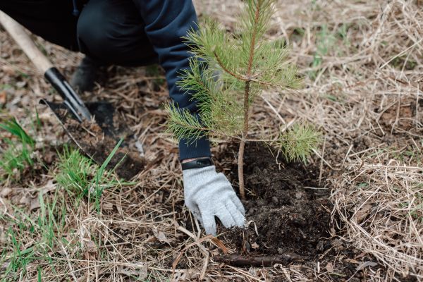 Pine Tree Planting in Port Charlotte
