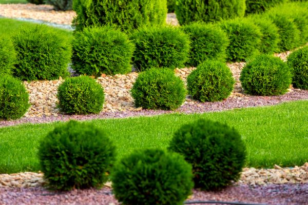 Bush Replacement in Port Charlotte