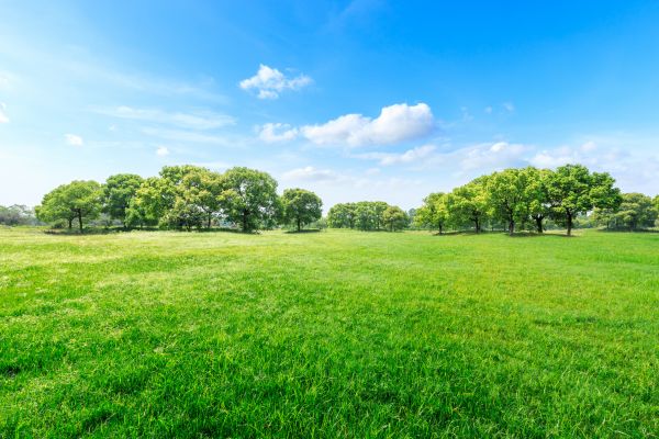 Green Space Cleanup