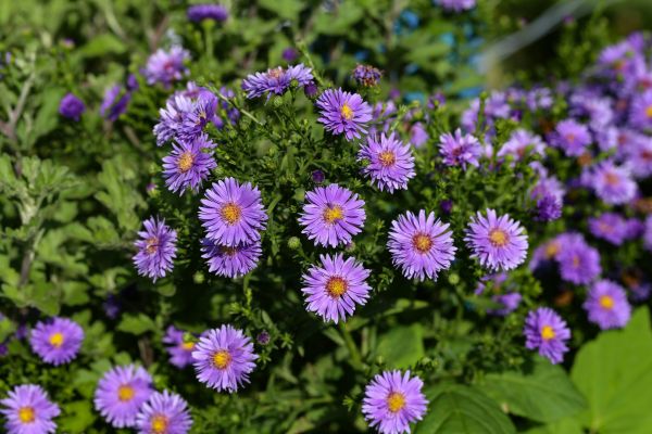Perennial Flower Planting in Port Charlotte