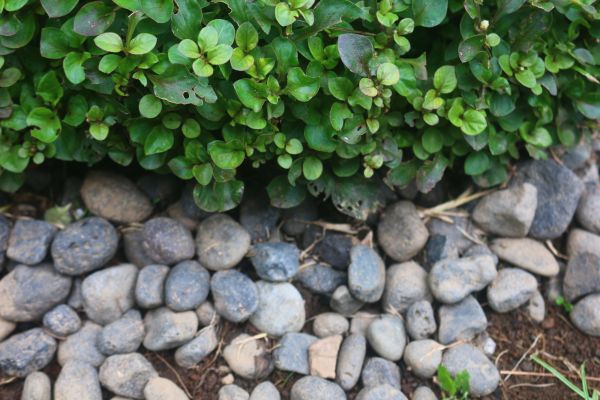 River Stone Installation in Port Charlotte
