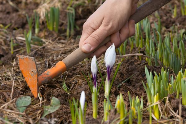Flower Garden Weeding in Port Charlotte
