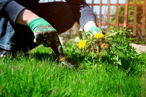 Landscape Weed Removal