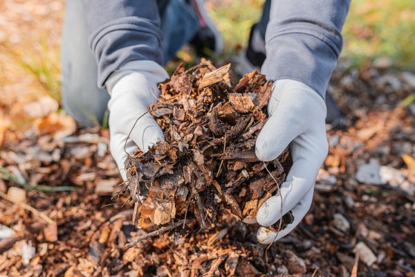 Shredded Mulch Installation in Port Charlotte