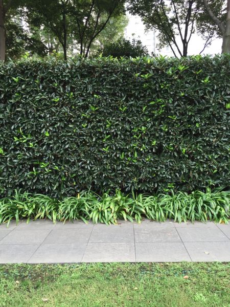 Privacy Shrub Planting in Port Charlotte