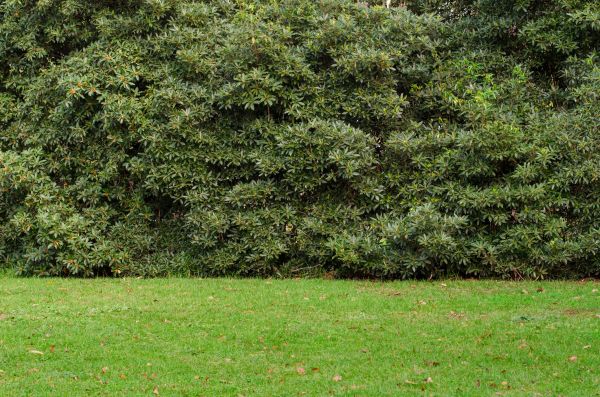 Privacy Hedge Planting in Port Charlotte