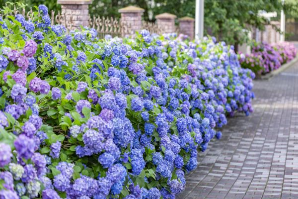 Hydrangea Landscaping in Port Charlotte