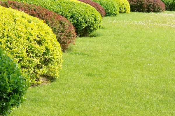 Shrubbery Planting in Port Charlotte