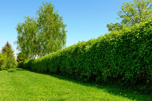 Hedge Replacement in Port Charlotte