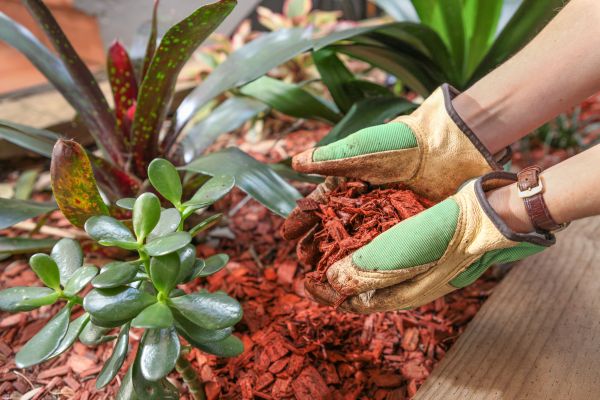 Cedar Mulch Installation in Port Charlotte