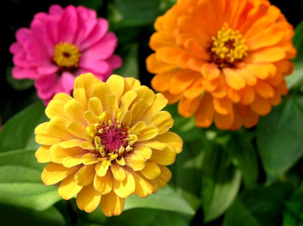 Zinnia Planting in Port Charlotte