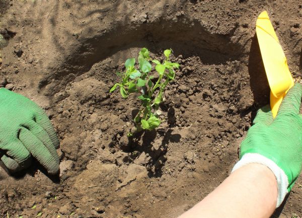 Rose Bush Planting in Port Charlotte