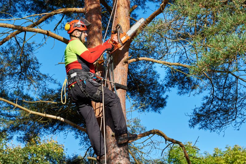 Arborist Pruning