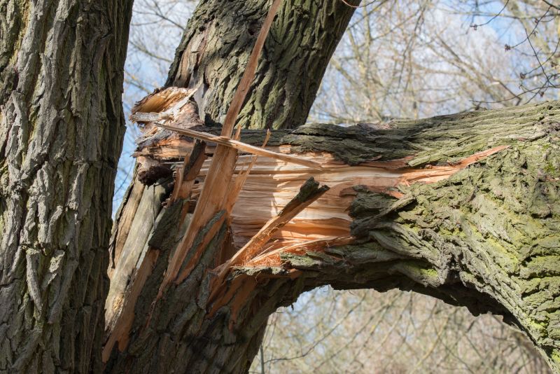 Bark Spreading