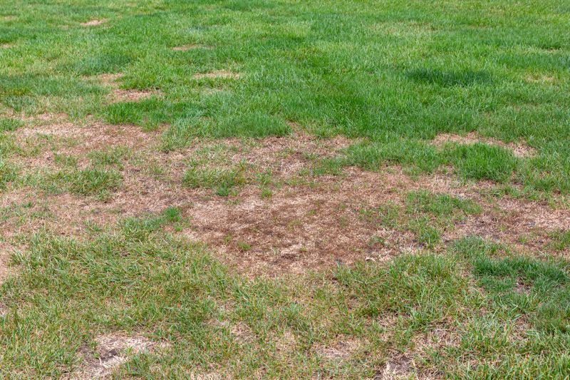 Lawn Rut Repair